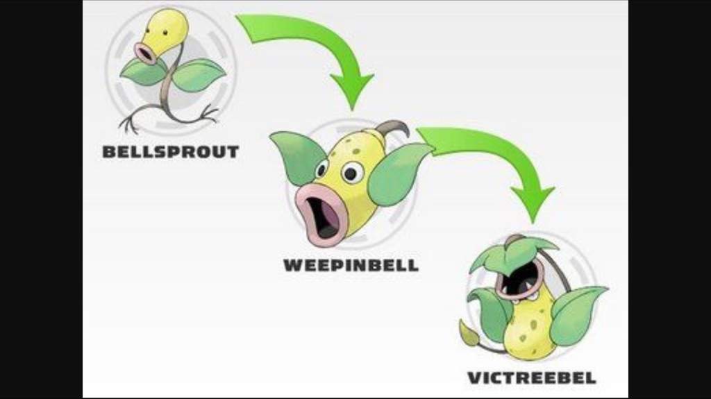 A que nivel evoluciona bellsprout