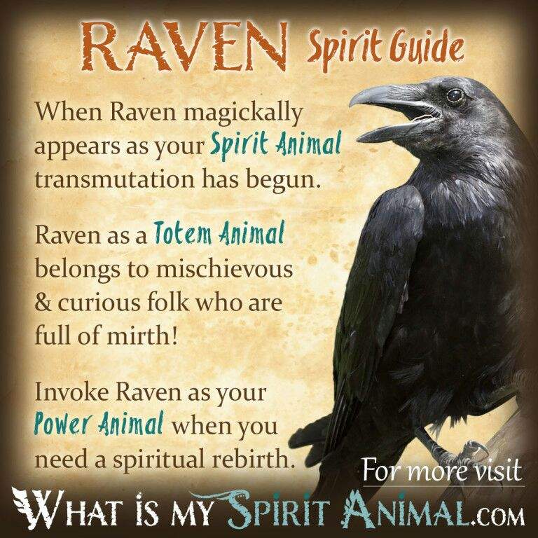 Raven The meaning + my thoughts on rebirth Mythology & Cultures Amino