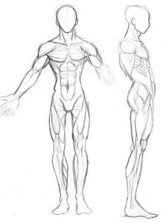 Anatomia masculino | Wiki | M(arte) Amino