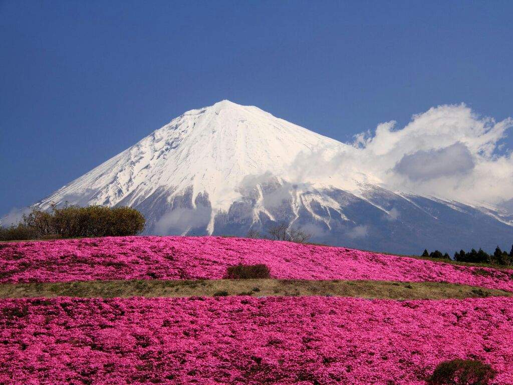 Monte Fuji (Fujisan) | Japón Amino