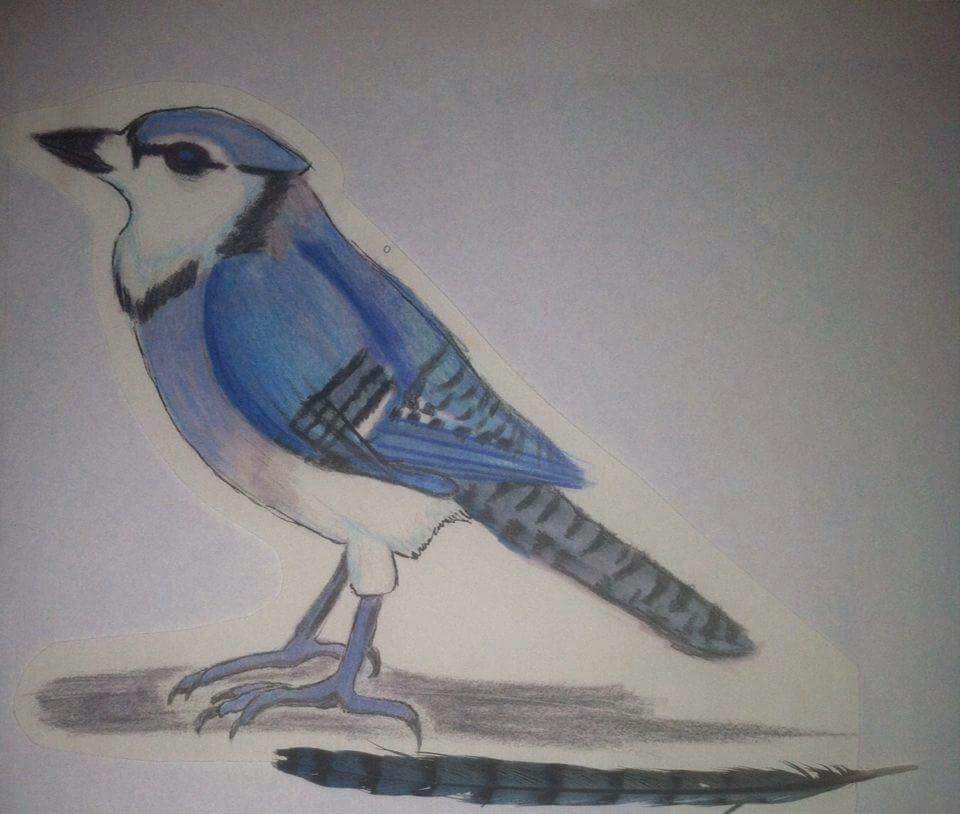 Dream Journal Drawing Post 5 Three Reoccurring Dreams Of The Blue Jay Paranormal Amino