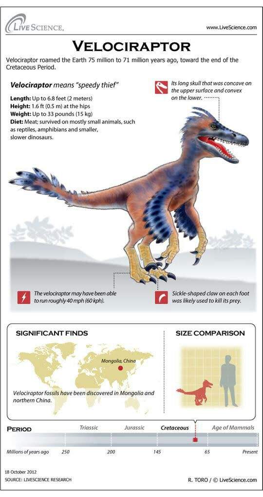 real life size of velociraptor