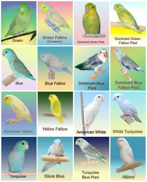 Parrotlet Color Chart