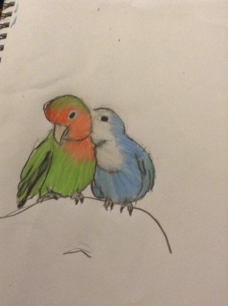 Como Dibujar Periquitos De Amor Arte Amino Amino