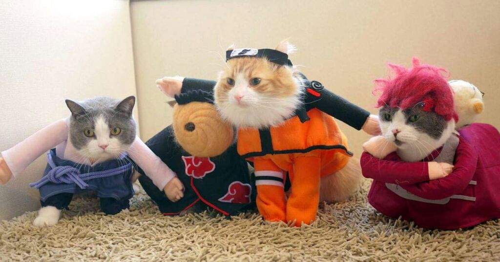 anime cat cosplay