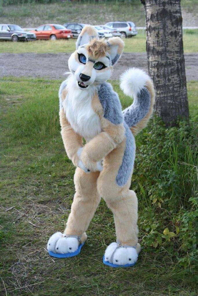 Que es ser furry furry espa ol amino