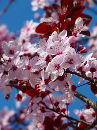 Cherry Flowers شجرة الساكورا الكرز Japan Amino
