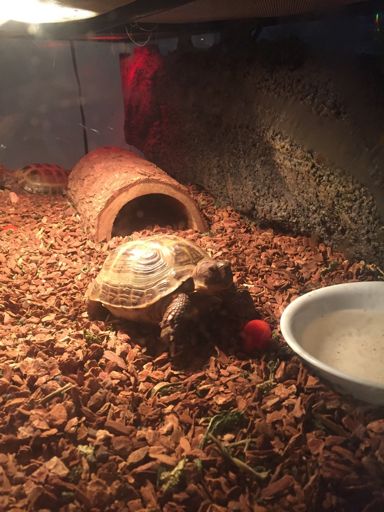 Shelldon | Wiki | Tortoise Community Amino