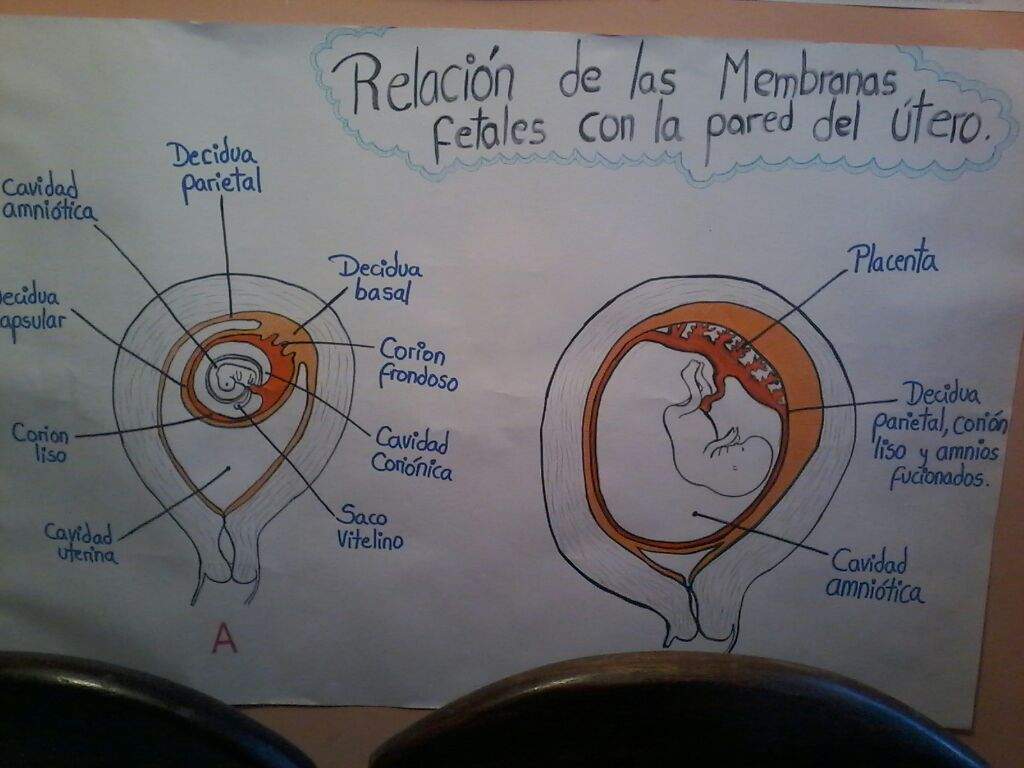 Dibujo De Embriologia Desarrollo Embrionario Fetal D •arte Amino• Amino 