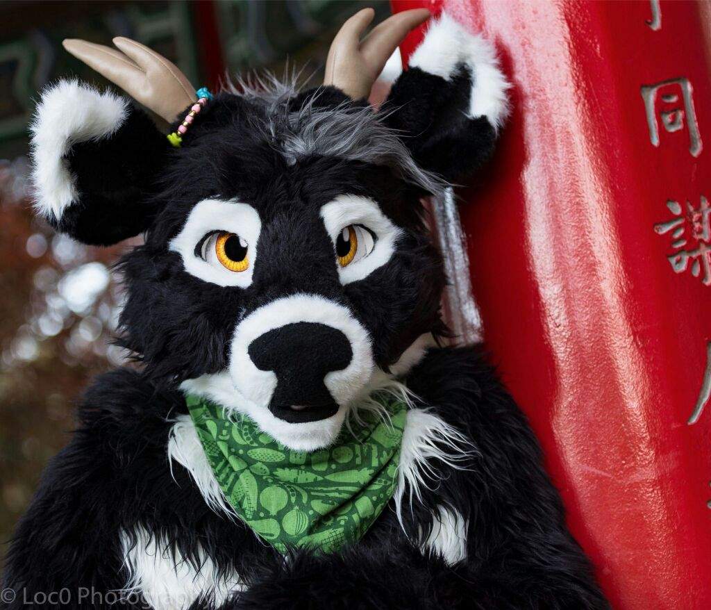 Kale The Deer Wiki Furry Amino