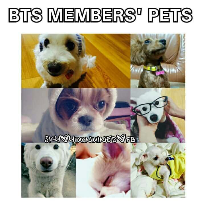 BTS pets ARMY's Amino