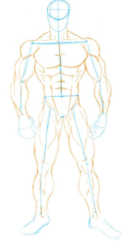 drawing anime body proportions