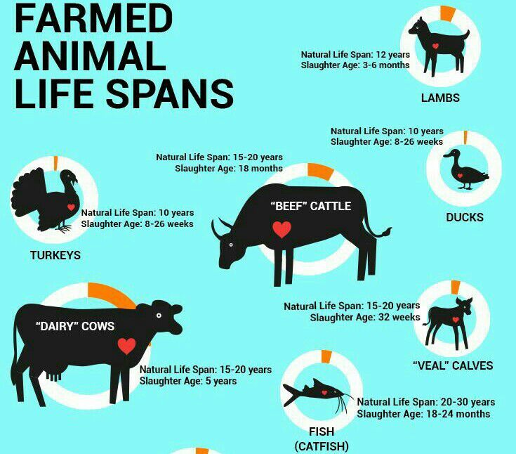 Farmed Animal Lifespan Vegan Amino