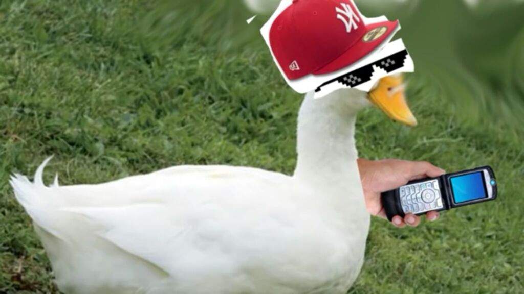Resultado de imagem para imagem aleatoria