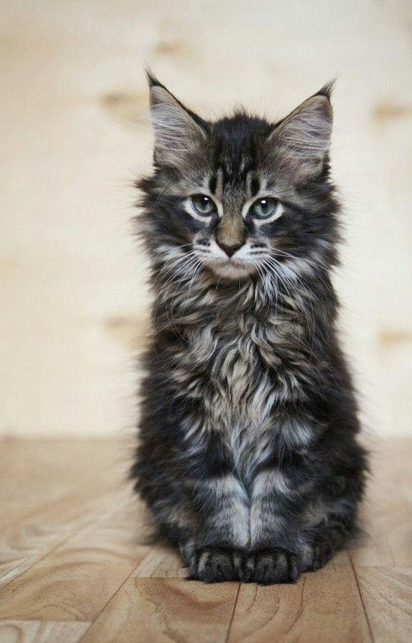 Maine Coon Wiki Cats Amino