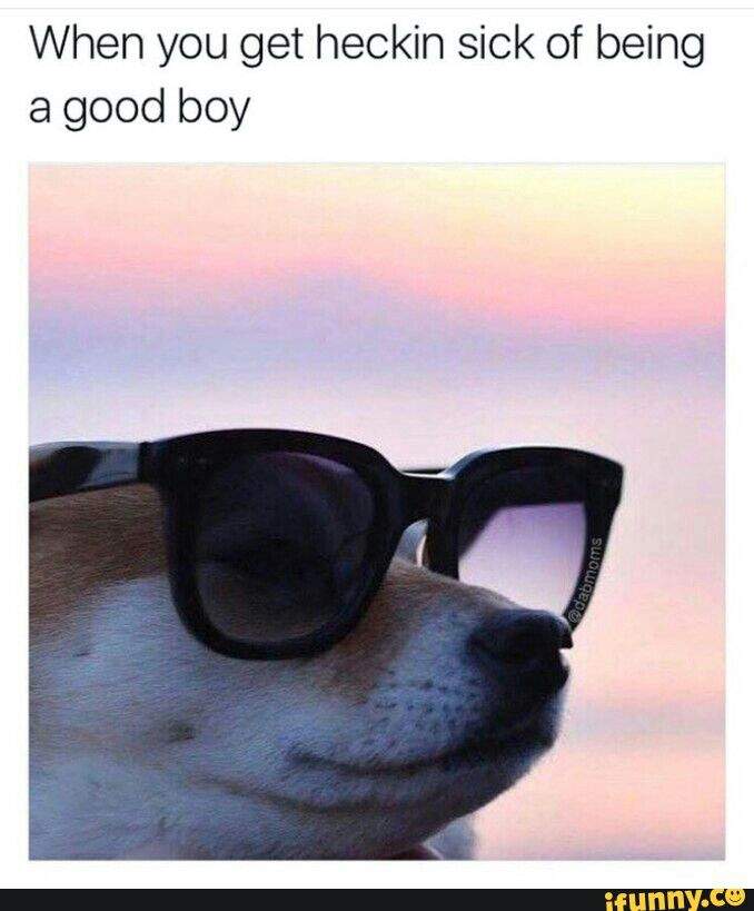20 Wholesome Dog Memes That Are Too Pure For This World