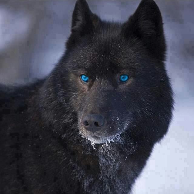 black wolf dogs
