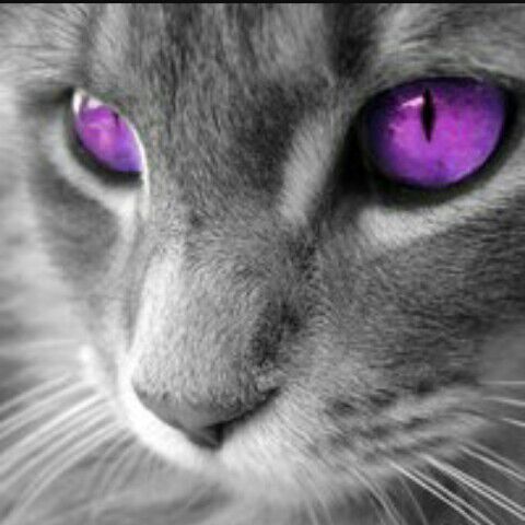 Claw | Wiki | Warrior Cat Fanfictions & Art Amino