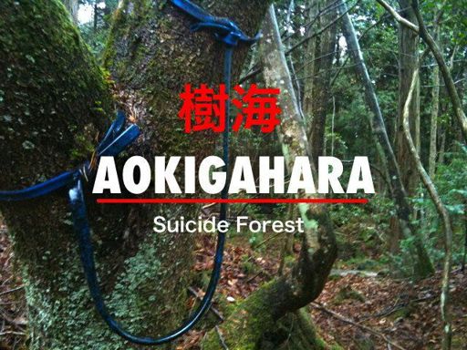 Aokigahara: el mar de árboles y la meca de los suicidas en Japón