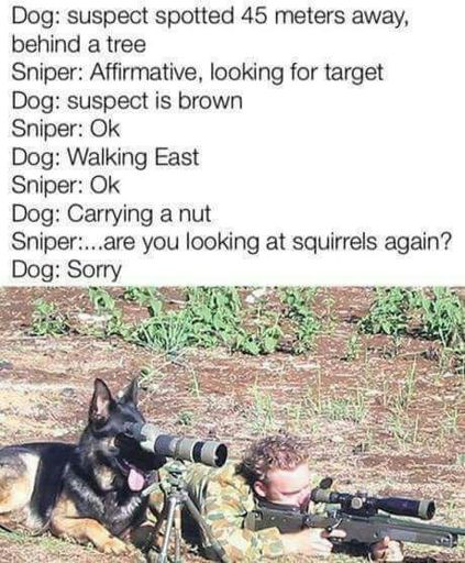 Military Meme | Dank Memes Amino