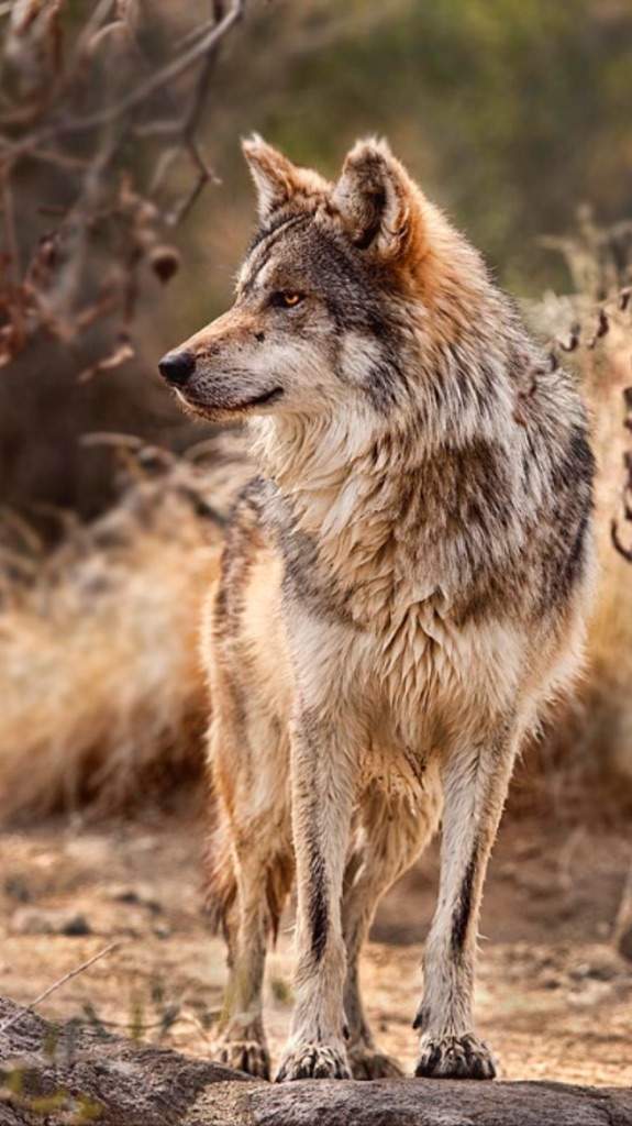 10 Facts About Mexican Wolves. | The Down Worlds Amino