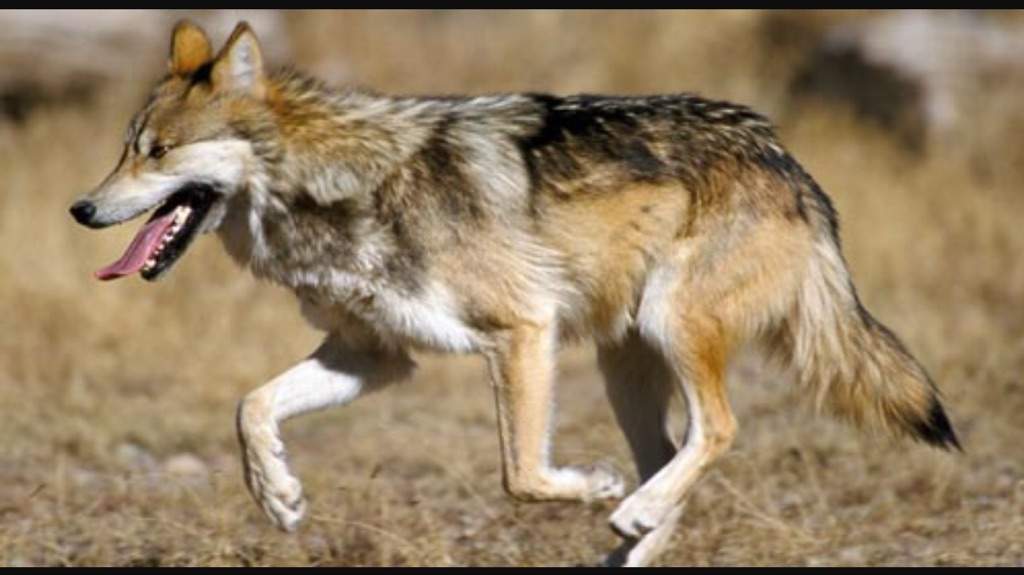 10 Facts About Mexican Wolves. | The Down Worlds Amino