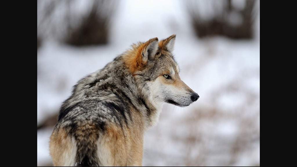 10 Facts About Mexican Wolves. | The Down Worlds Amino