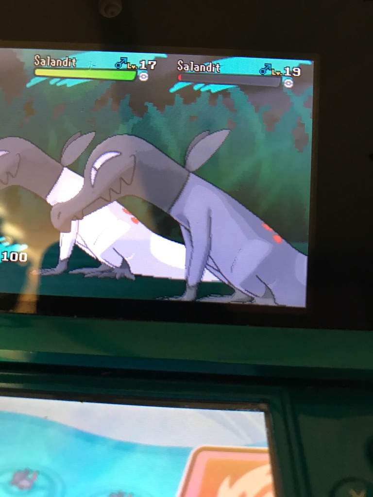 Shiny Male Salandit😐 Pokémon Amino