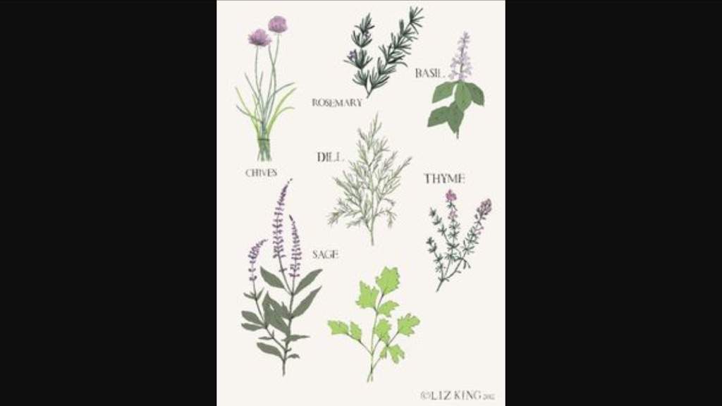 Medicine Cat Herb Guide! Wiki The Four Amino
