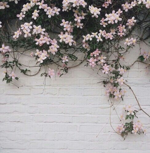 Pink Flowers Aesthetic | Korean Aesthetic Amino