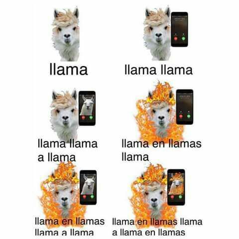 La llama llama a la llama en llama | •Anime• Amino