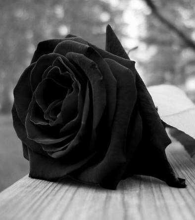 Rosa preta ou black rose oque significa? | Otanix Amino