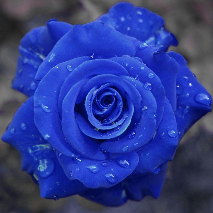 Roza azul ou blue rose oque significa? | Otanix Amino