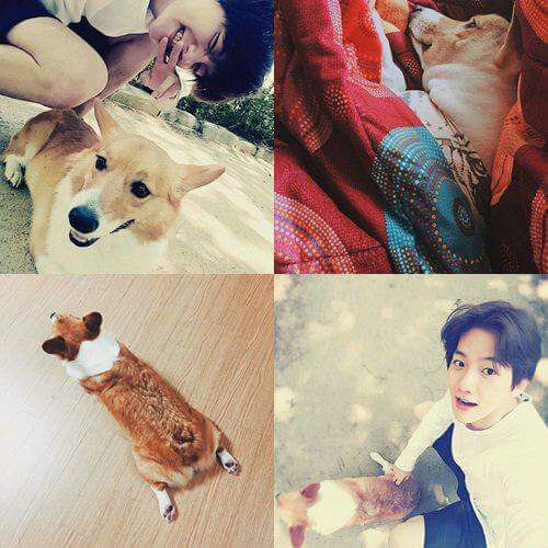 EXO and their pets | EXO (엑소) Amino