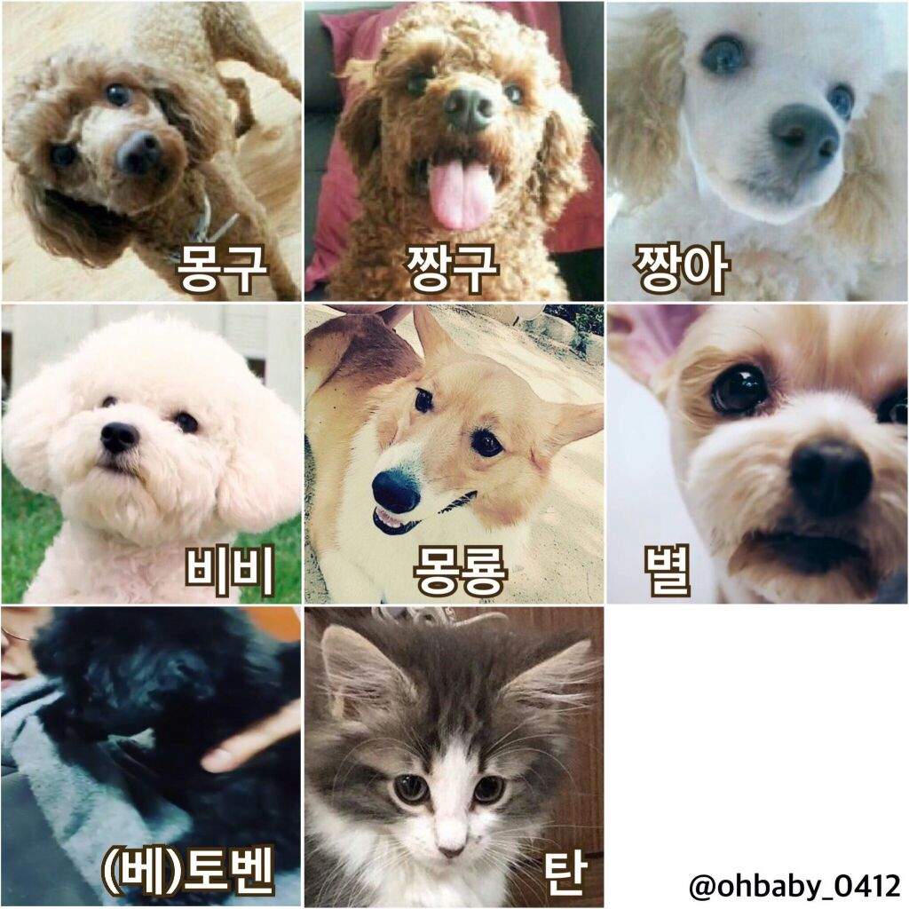 Exo And Their Pets Exo ì—'ì†Œ Amino