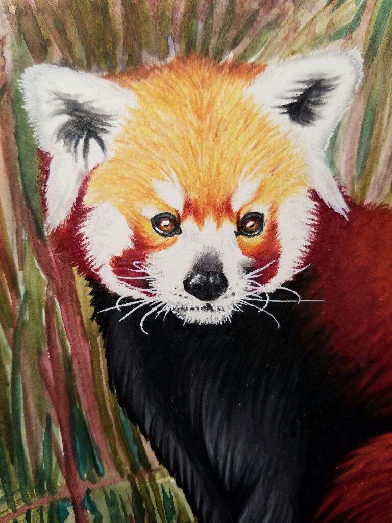 Red Panda! | Art Amino