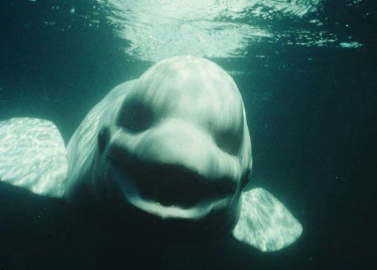 The Guide To Becoming A Memer The Iceberg Dank Memes Amino - funny roblox avatars whale beluga
