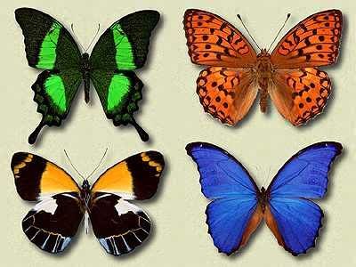 Lepidoptera | Wiki | Biologia PT/BR Amino. 
Lepidóptera, classe dos insetos que engloba alguns dos insetos