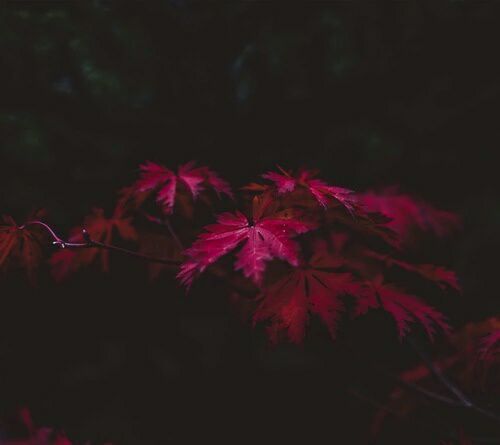 Maroon/Red aesthetic | Wiki | Grunge Needs Amino