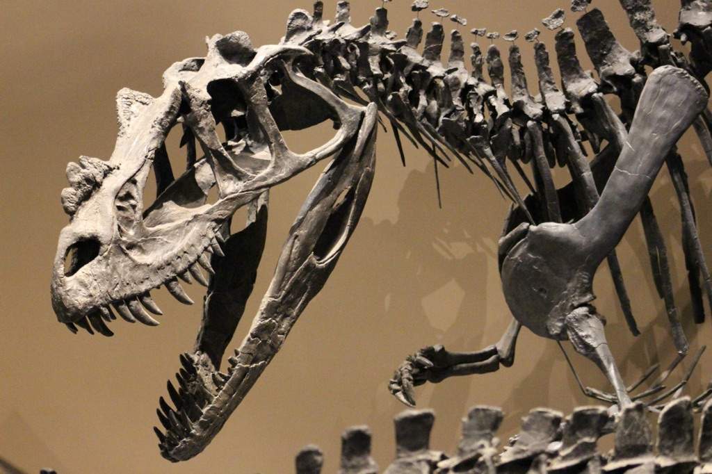 Silvera the female Utahraptor | Wiki | Prehistory Amino