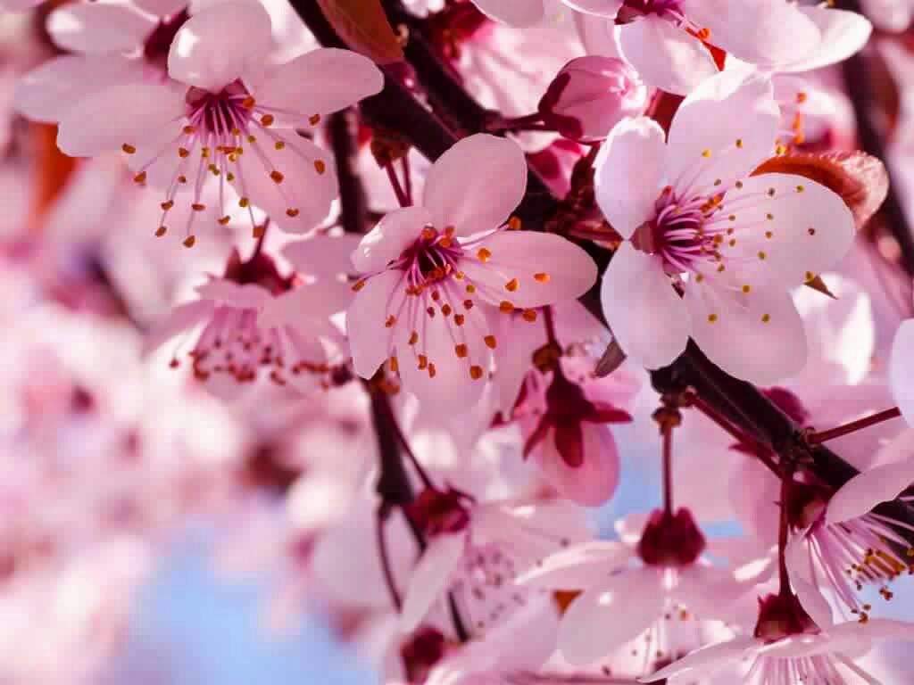 اشجار زهرة الكرز اليابانيه امبراطورية الأنمي Amino