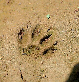 Appalachian Black Panther 