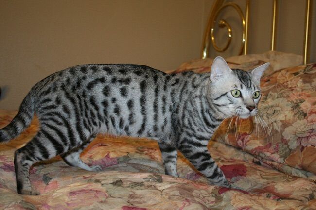 spotted tabby cat names spotted tabby cat names