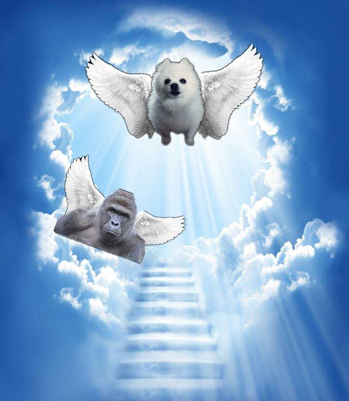 Rip Gabe The Dog Dank Memes Amino - rip gabe rip gabe the dog roblox roblox meme on meme