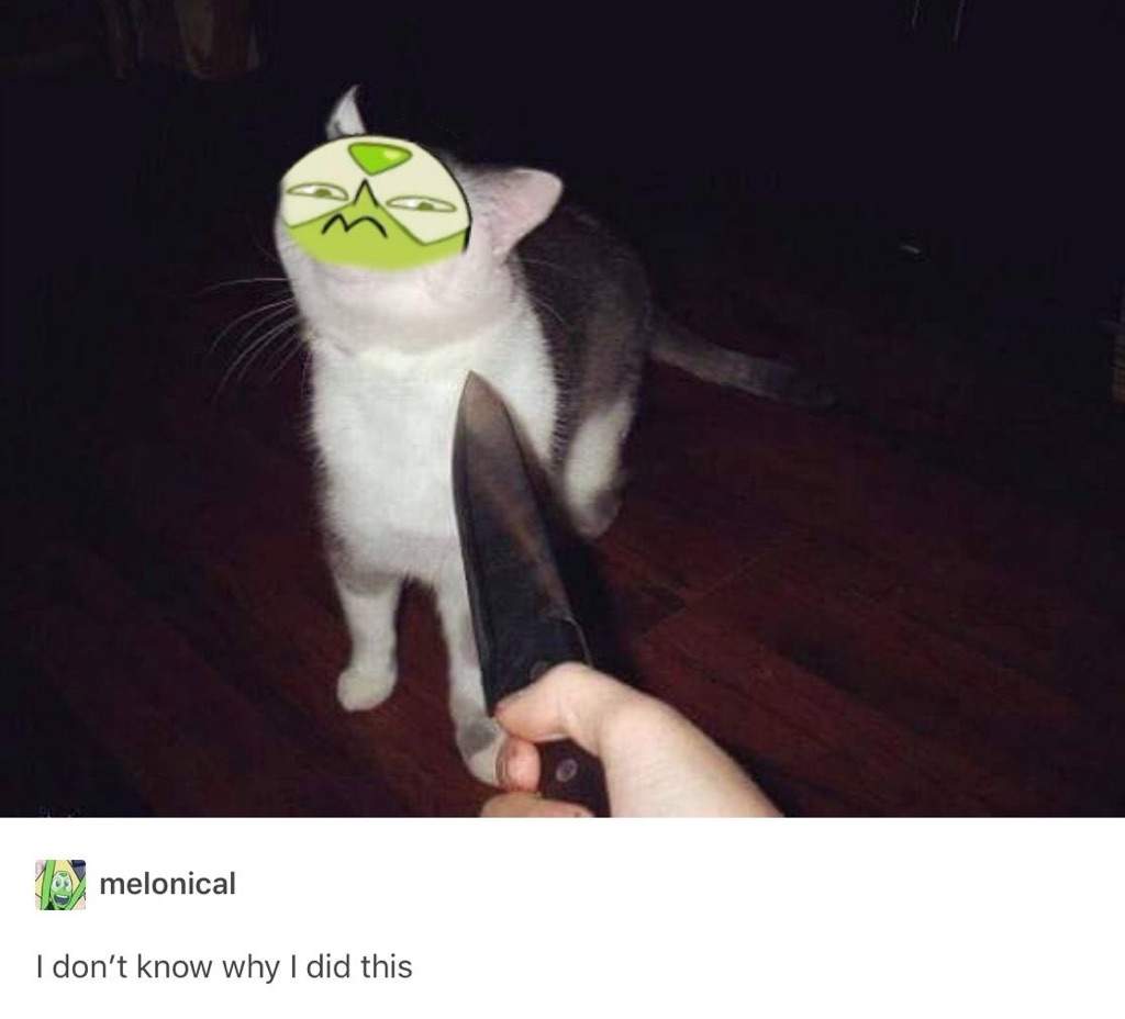 Peridots face on a cat with a knife towards him LOL.