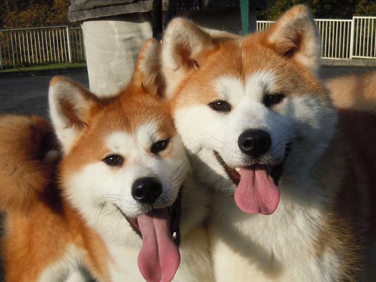 Akita Inu | Wiki | Perritos Amino