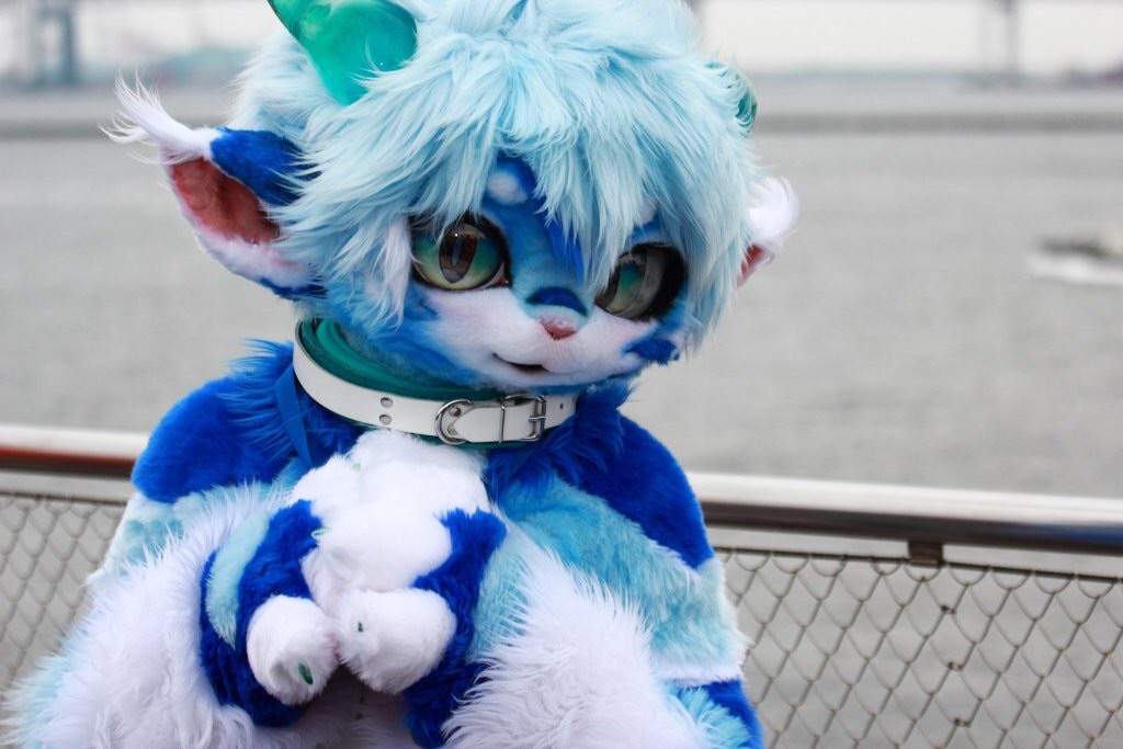 RadyWolf / Rufen | Wiki | Fursuit Maker Amino Amino