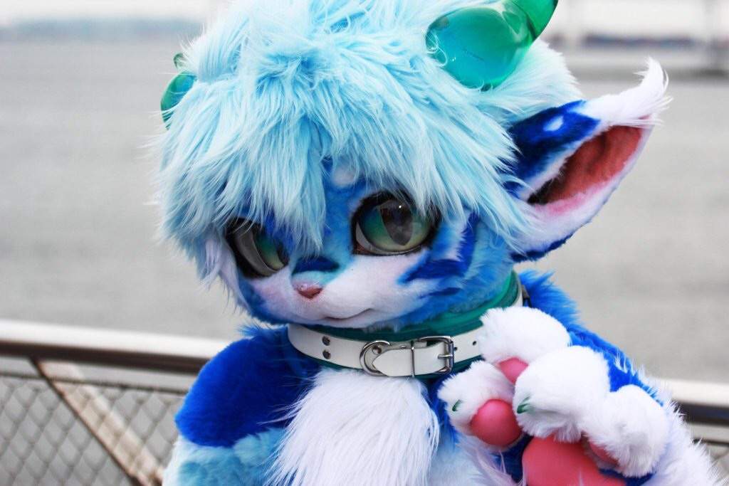 RadyWolf / Rufen | Wiki | Fursuit Maker Amino Amino