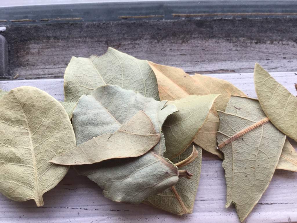 Uses Of Bay Leaves In Witchcraft Pagans Witches Amino