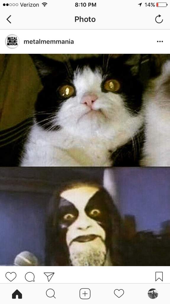 abbath cat